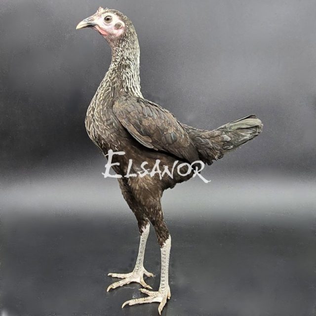 Combattente Inglese Moderno nano — nero collo argento e petto orlato — Elsanor