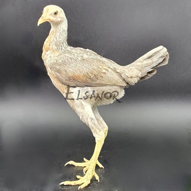Combattente Inglese Moderno nano — salmone blu argento — Elsanor