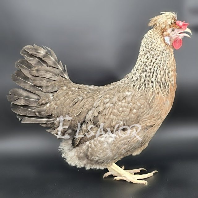 poule pondeuse de race Legbar Huppée — Elsanor