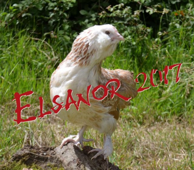 poule pondeuse de race Faverolles allemande naine — Elsanor