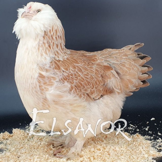 poule pondeuse de race Faverolles Allemande GR — Elsanor