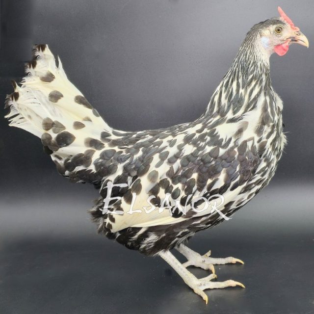 poule pondeuse de race Hambourg — Elsanor