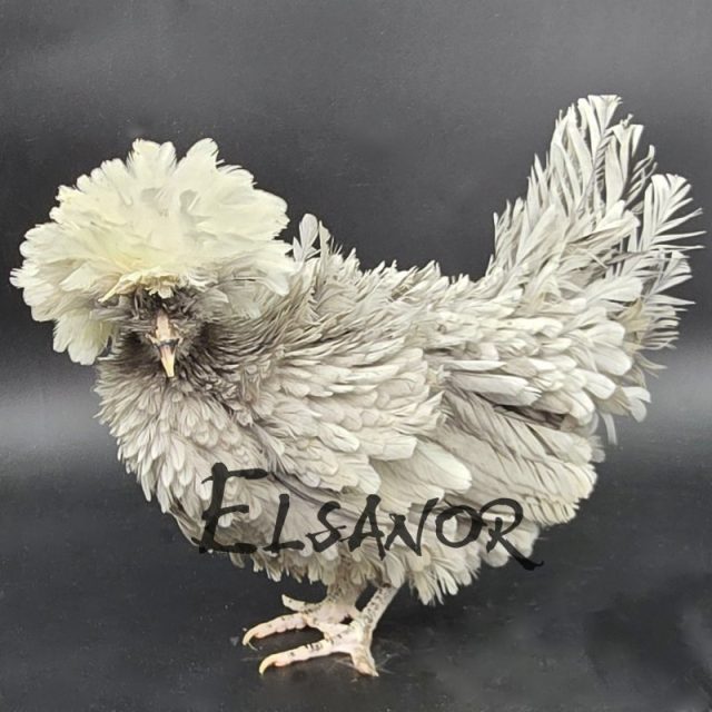 Holländisches Zwerg-Haubenhuhn — blau mit weißer Haube, gelockt — Elsanor