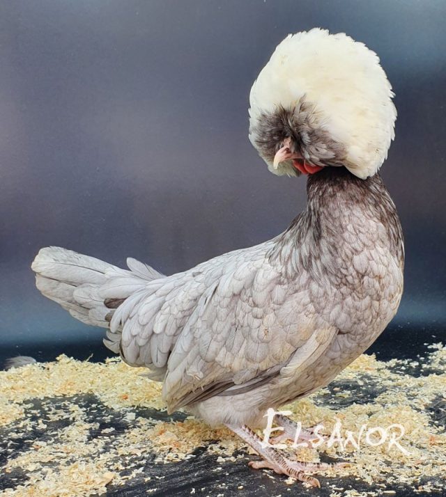 Holländisches Zwerg-Haubenhuhn — blau mit weißer Haube — Elsanor