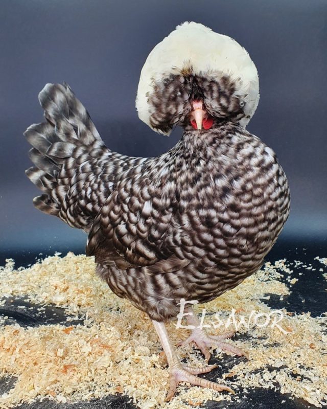 Holländisches Zwerg-Haubenhuhn — gesperbert mit weißer Haube — Elsanor