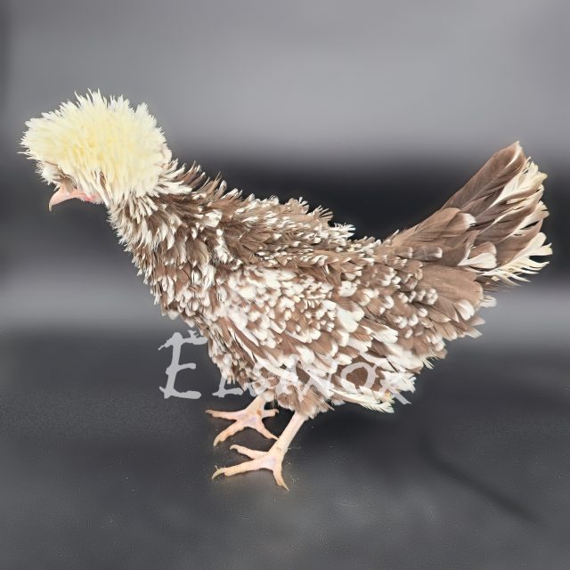 Holländisches Zwerg-Haubenhuhn — dun mottled white crested frizzle — Elsanor