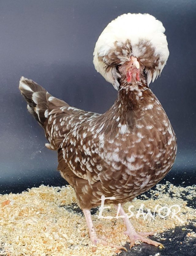 Holländisches Zwerg-Haubenhuhn — dun-weißgescheckt mit weißer Haube — Elsanor