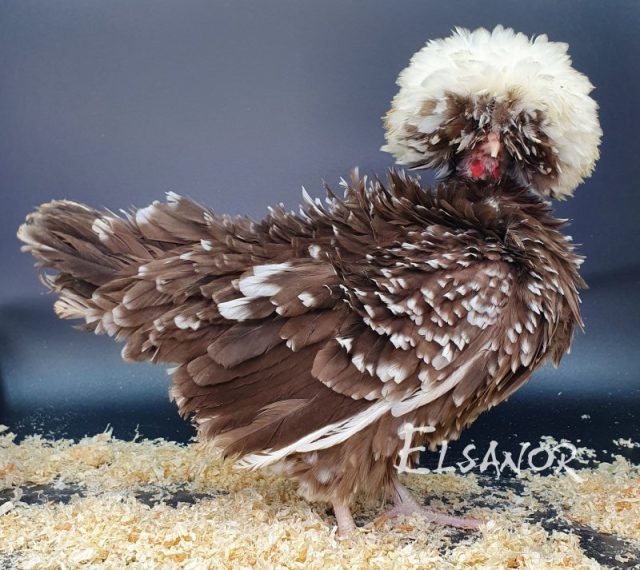 Holländisches Zwerg-Haubenhuhn — dun mit weißer Haube, gelockt — Elsanor