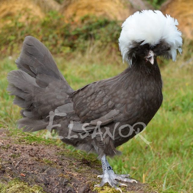 Holländisches Zwerg-Haubenhuhn — dun mit weißer Haube — Elsanor