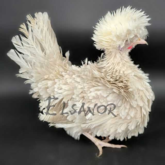 Holländisches Zwerg-Haubenhuhn — khaki mottled white crested frizzle — Elsanor