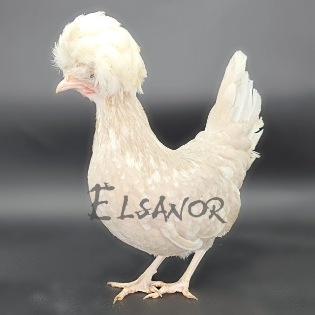 Holländisches Zwerg-Haubenhuhn — khaki mottled white crested — Elsanor