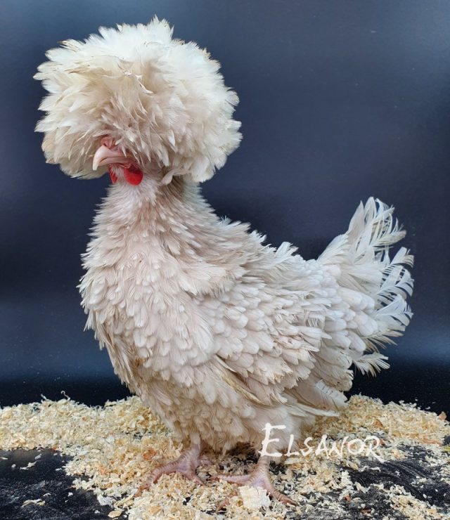 Holländisches Zwerg-Haubenhuhn — khaki mit weißer Haube, gelockt — Elsanor