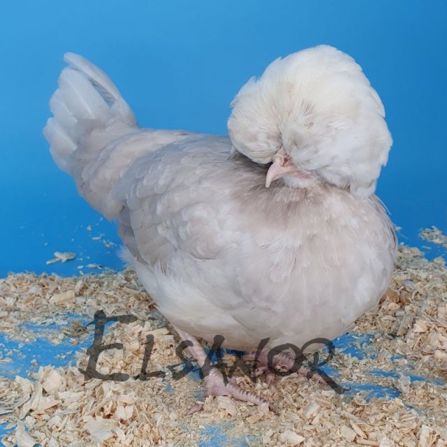 Holländisches Zwerg-Haubenhuhn — khaki mit weißer Haube — Elsanor