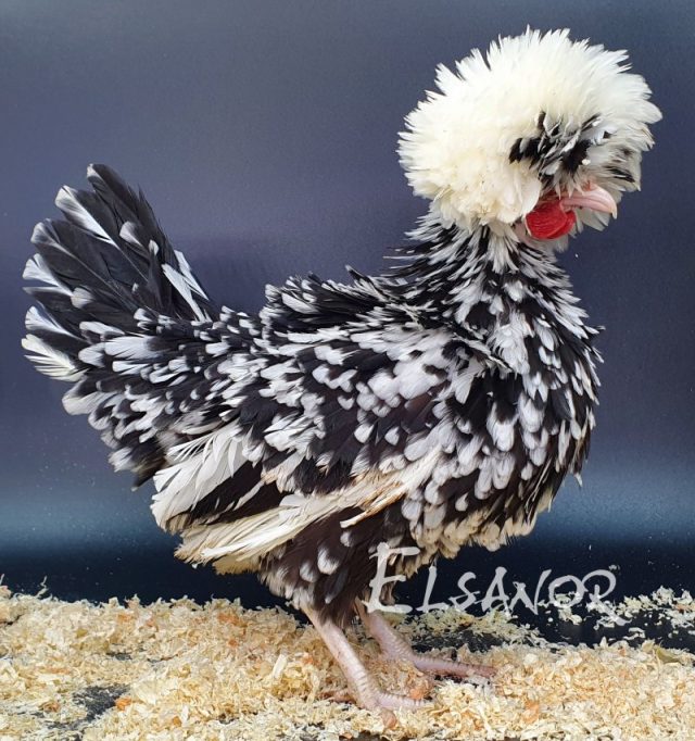 Holländisches Zwerg-Haubenhuhn — schwarz-weißgescheckt mit weißer Haube, gelockt — Elsanor