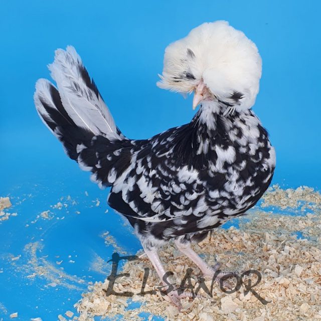 Holländisches Zwerg-Haubenhuhn — schwarz-weißgescheckt mit weißer Haube — Elsanor