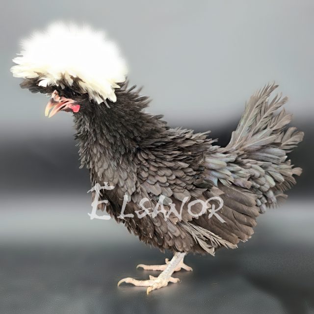 Holländisches Zwerg-Haubenhuhn — schwarz mit weißer Haube, gelockt — Elsanor