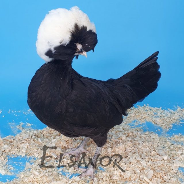 Holländisches Zwerg-Haubenhuhn — schwarz mit weißer Haube — Elsanor