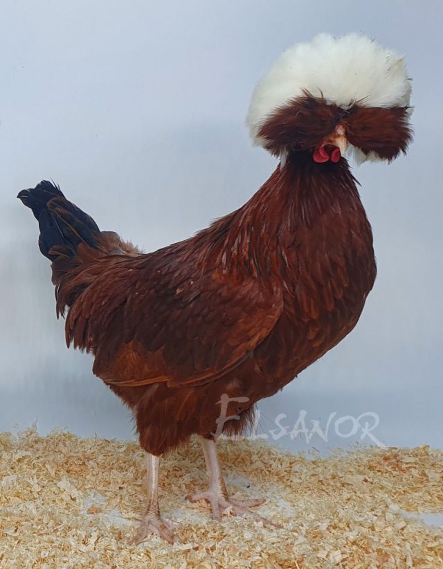 poule pondeuse de race Hollandaise huppée naine — Elsanor