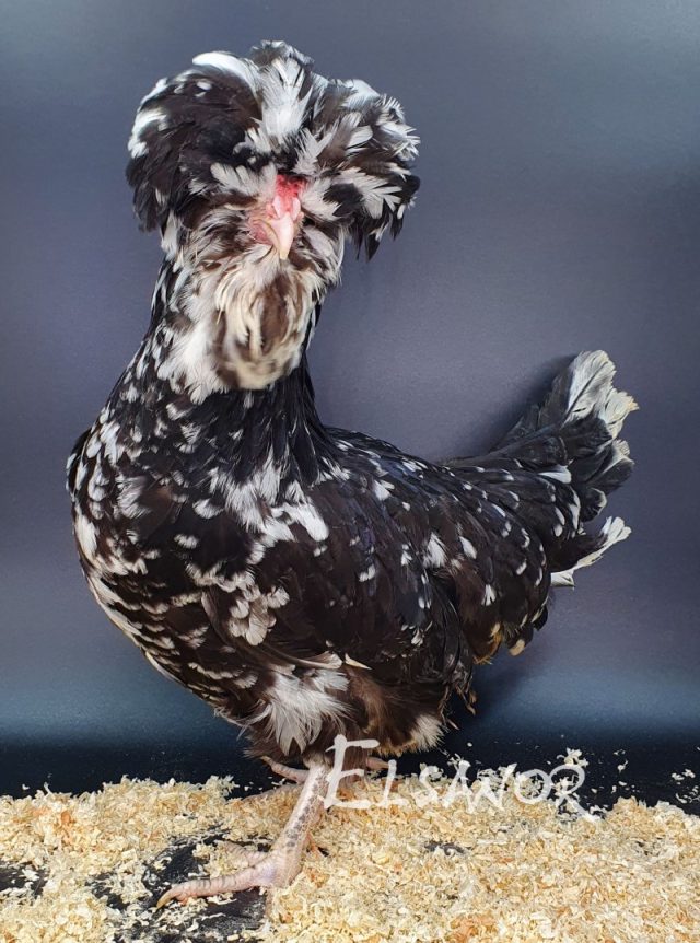 poule pondeuse de race Houdan — Elsanor