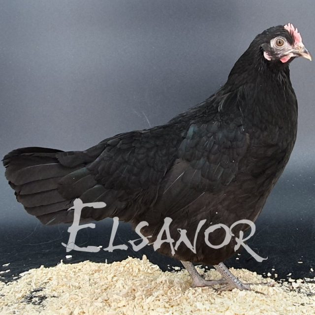 poule pondeuse de race Janzé — Elsanor