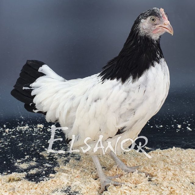 poule pondeuse de race Lakenvelder — Elsanor