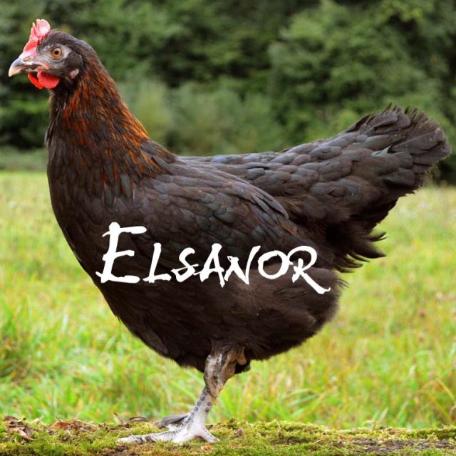 poule pondeuse de race Marans — Elsanor