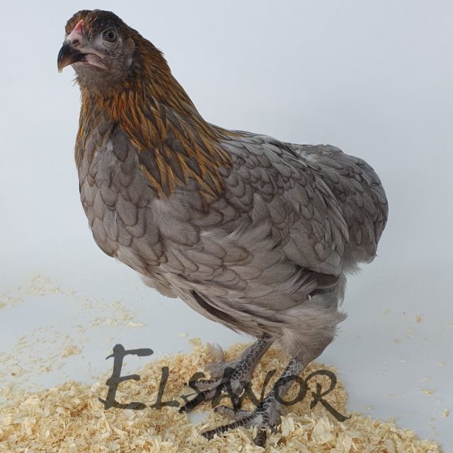 poule pondeuse de race Olivette — Elsanor