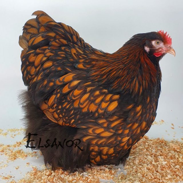 poule pondeuse de race Orpington — Elsanor