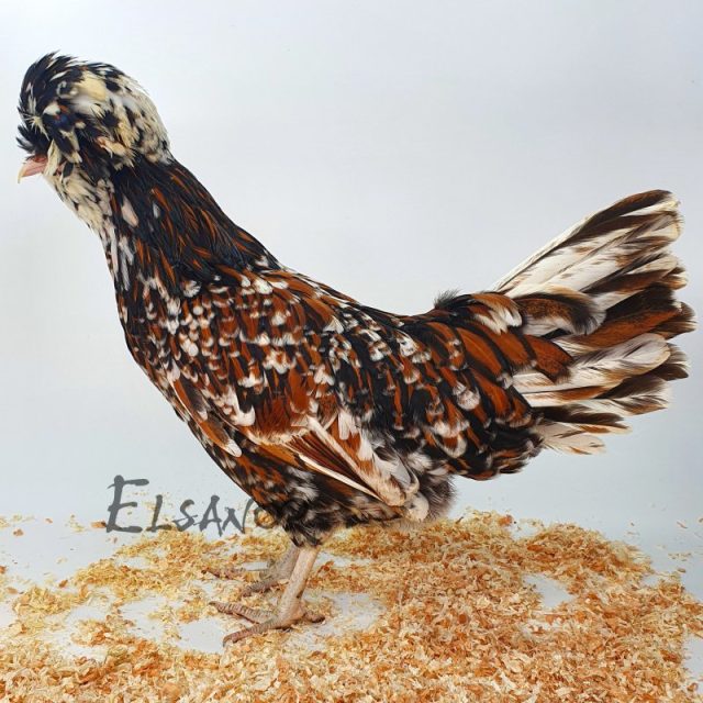 poule pondeuse de race Padoue GR — Elsanor