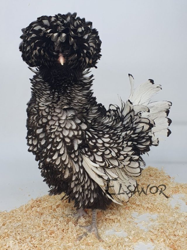 Paduana anã — prateada orlada de preto frisada — Elsanor