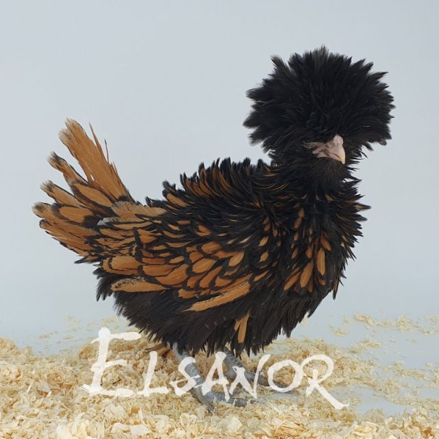 Paduana anã — dourada orlada de preto frisada — Elsanor