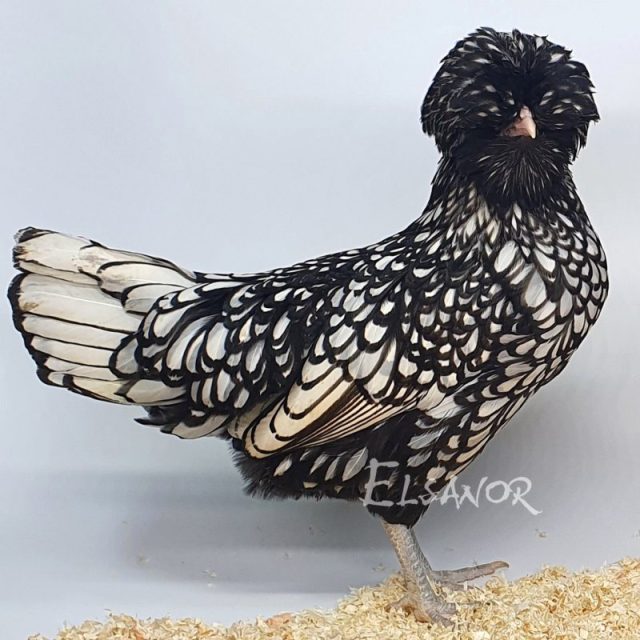 poule pondeuse de race Padoue naine — Elsanor
