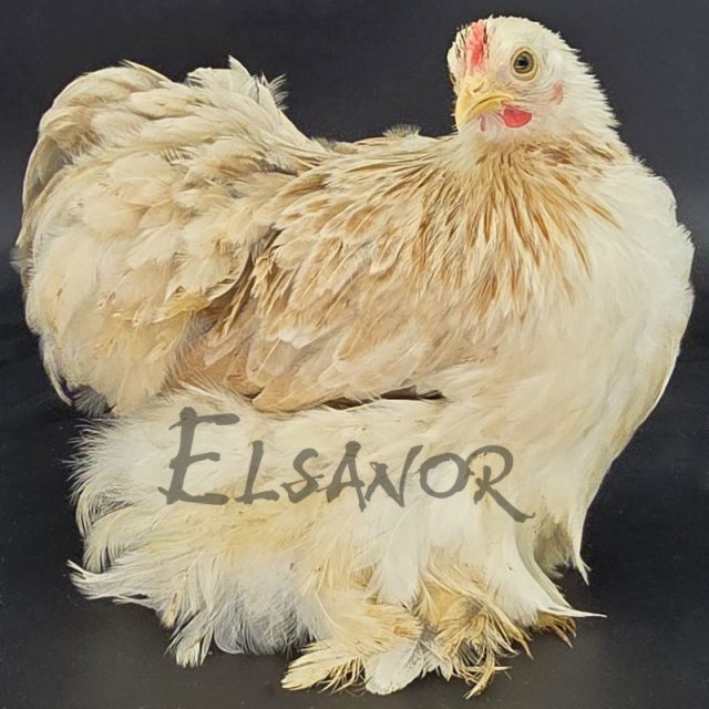 Pequim — trigueira prateada — Elsanor