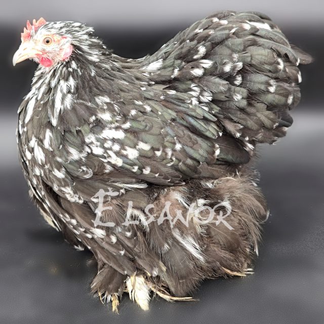 Pequim — preta salpicada de branco — Elsanor
