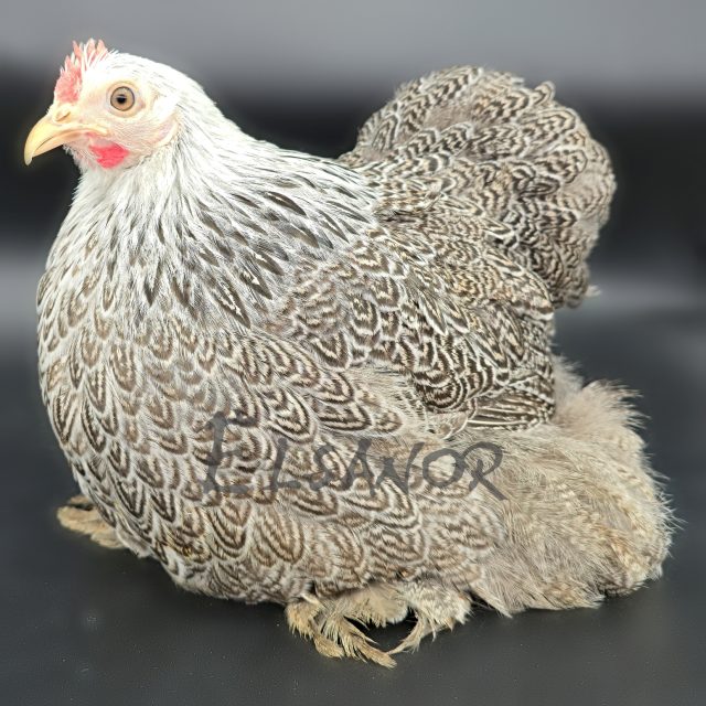 Pequim — perdiz prateada malhada — Elsanor