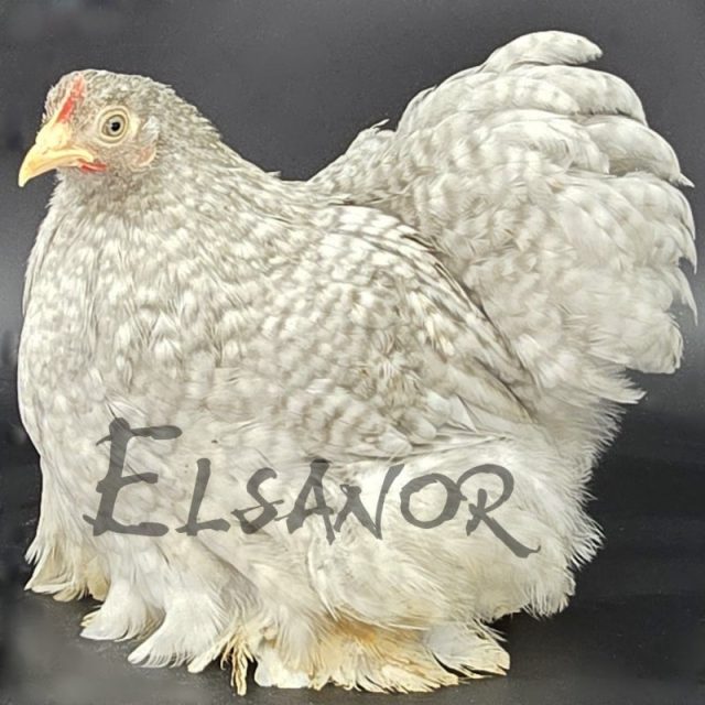 poule pondeuse de race Pékin — Elsanor