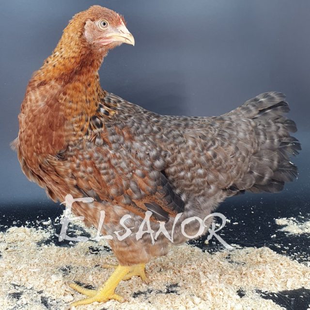 poule pondeuse de race Poule de Bielefeld — Elsanor