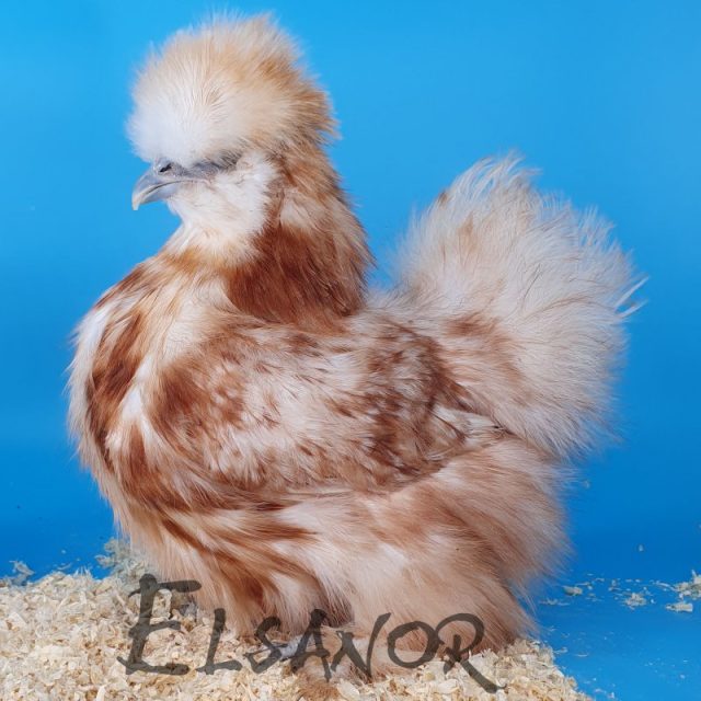 Silkie bearded — white red speckled — Elsanor