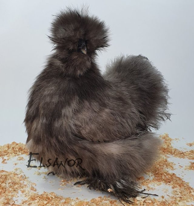 Silkie bearded — blue — Elsanor
