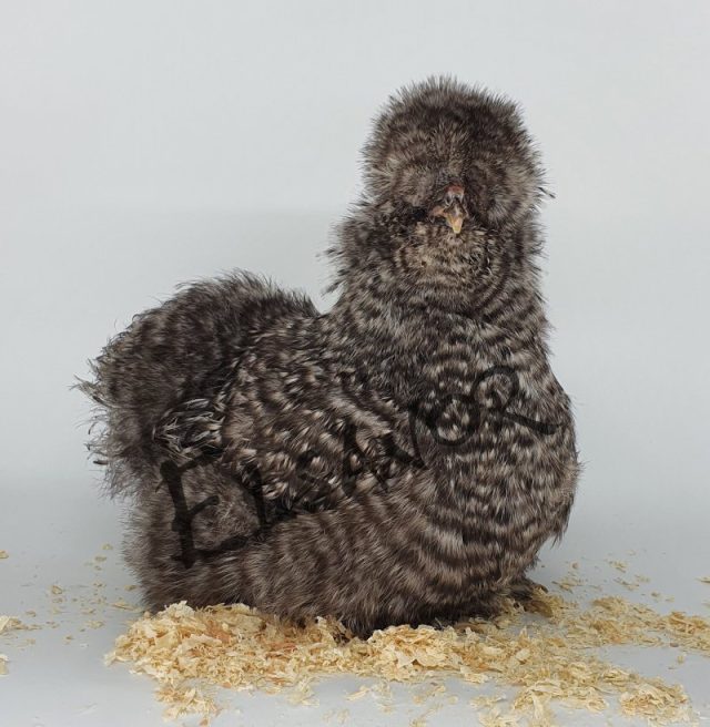 Silkie bearded — cuckoo — Elsanor