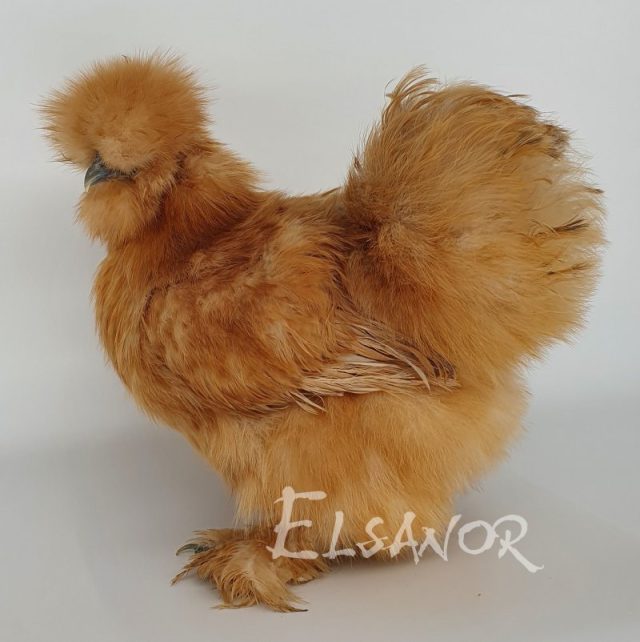 Silkie bearded — buff — Elsanor