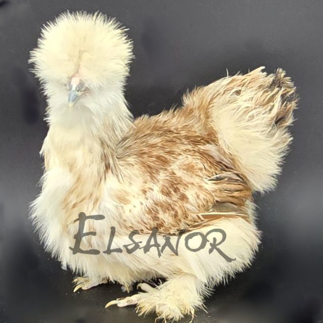 Silkie bearded — wheaten — Elsanor