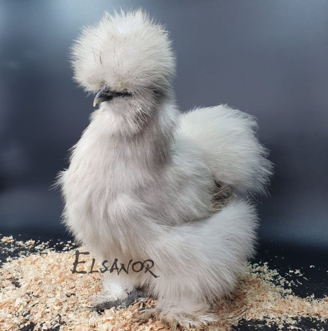 Silkie bearded — lavender — Elsanor