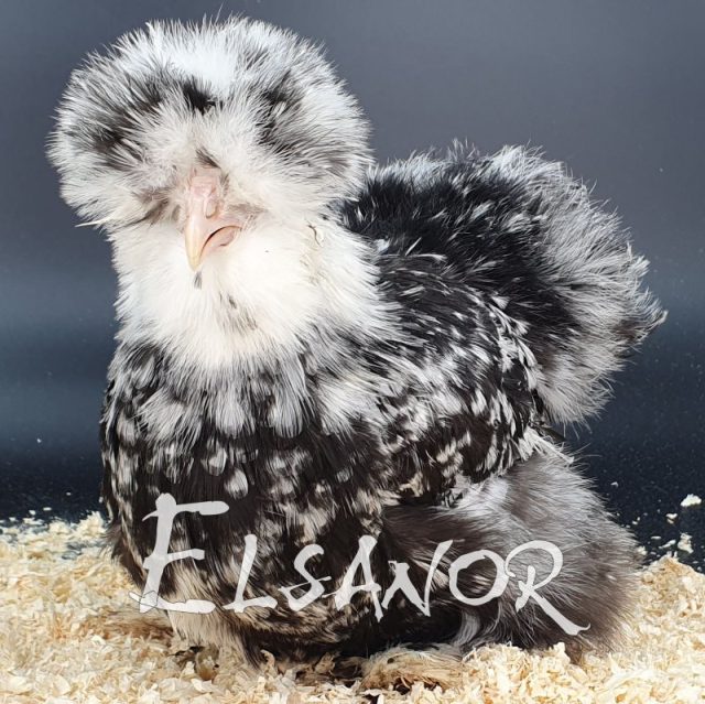 Silkie bearded — black mottled — Elsanor