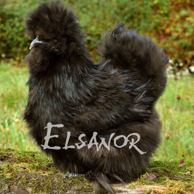 Silkie bearded — black — Elsanor