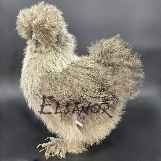 Silkie bearded — silver partridge — Elsanor
