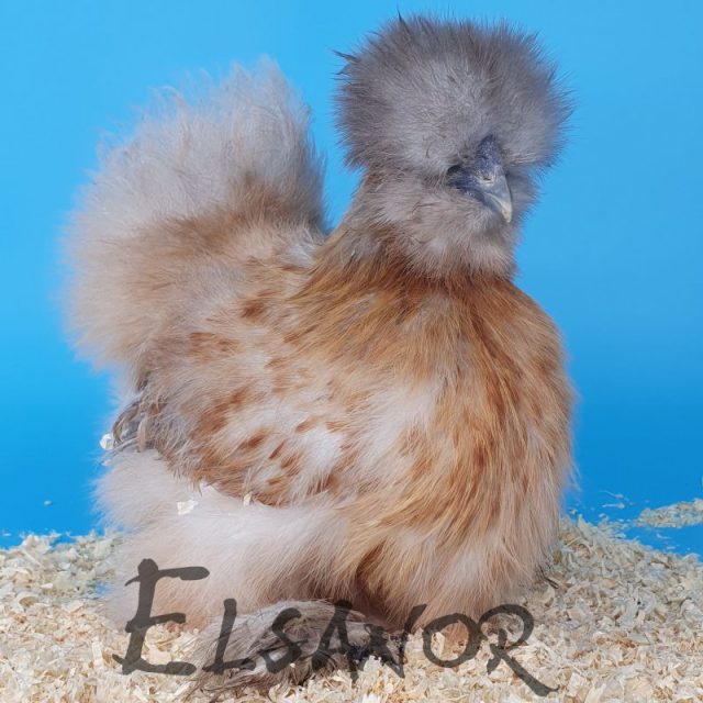 Silkie bearded — white gold partridge — Elsanor