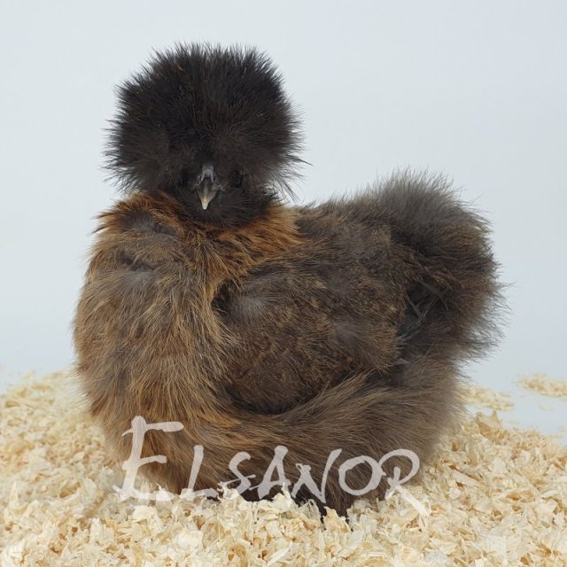 Silkie bearded — gold partridge — Elsanor