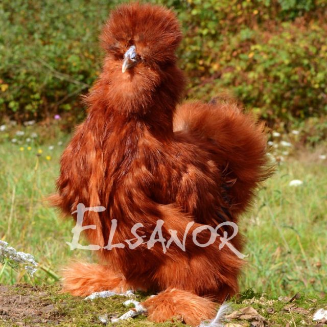 Silkie bearded — red — Elsanor