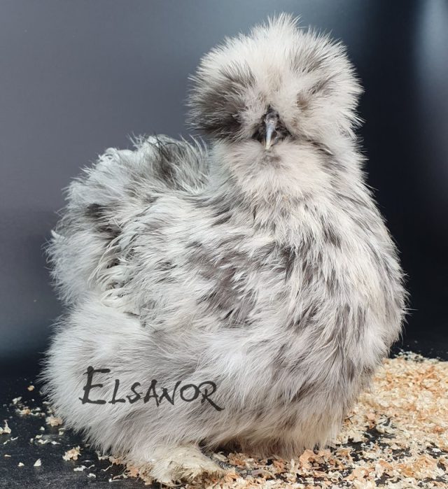 Silkie bearded — splash — Elsanor
